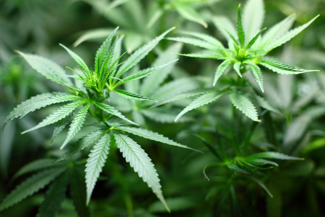Cannabis : Petit rappel
